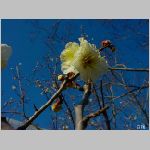 ume hakubai 20070203 DSC07410.jpg